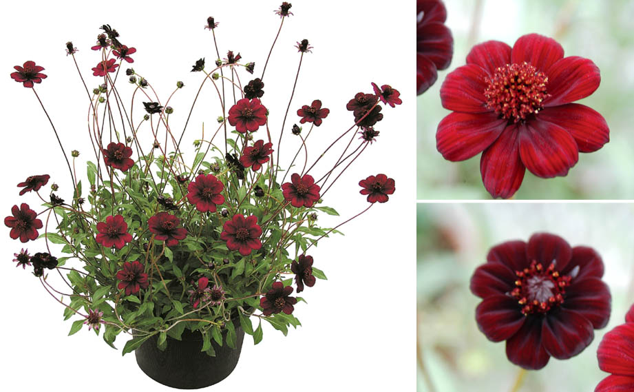 チョコレートコスモス　チョカモカ