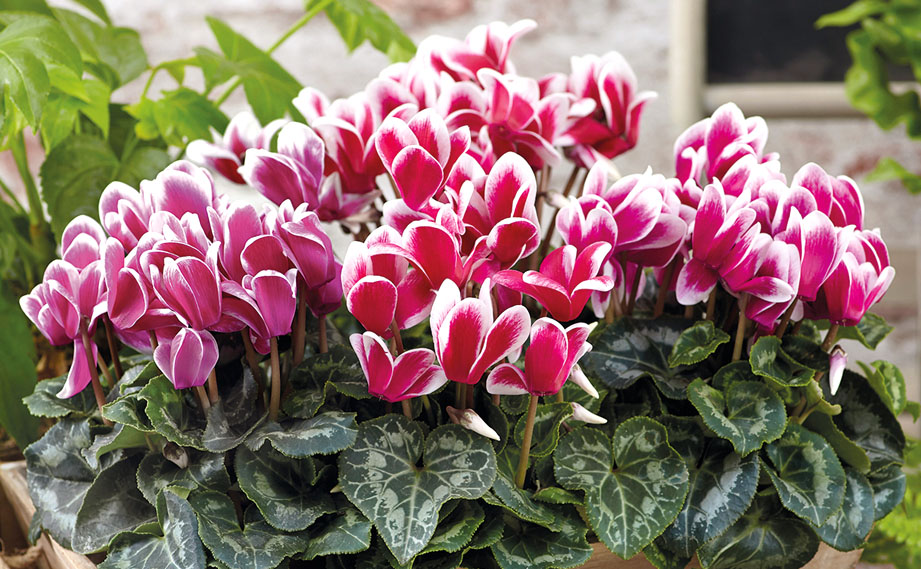 大輪ガーデンシクラメン　種子込みプラグ苗企画<