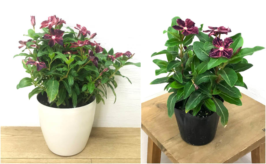 ビンカ 万葉の美　東雲(しののめ)<