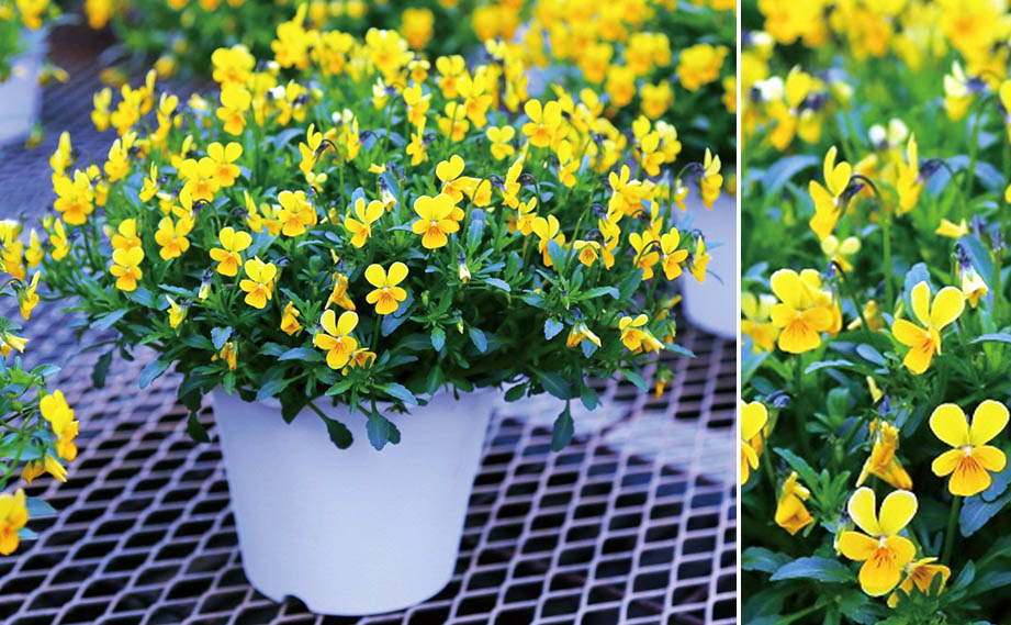 ビオラ　フィーリー シリーズ<