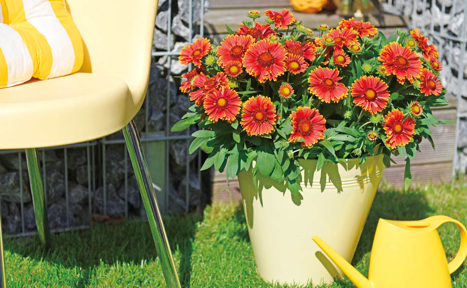 ガイラルディア　スピントップ シリーズ<