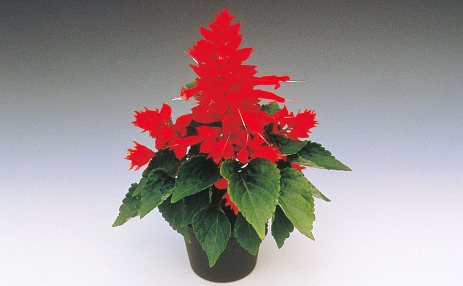 サルビア スプレンデンス F1　フラメックス2000<