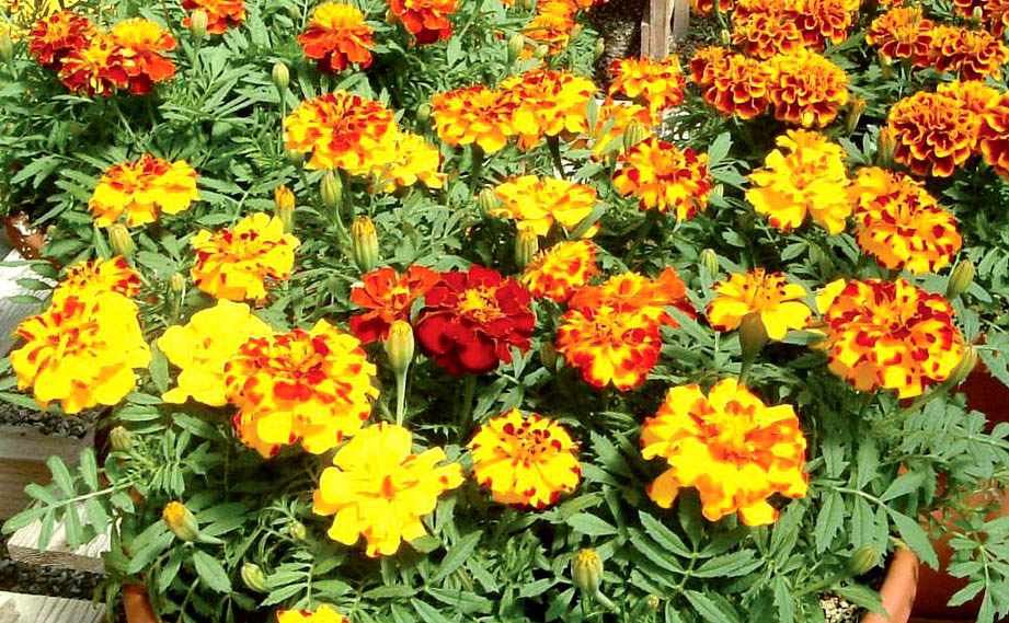 マリーゴールド フレンチ　サファリ シリーズ<