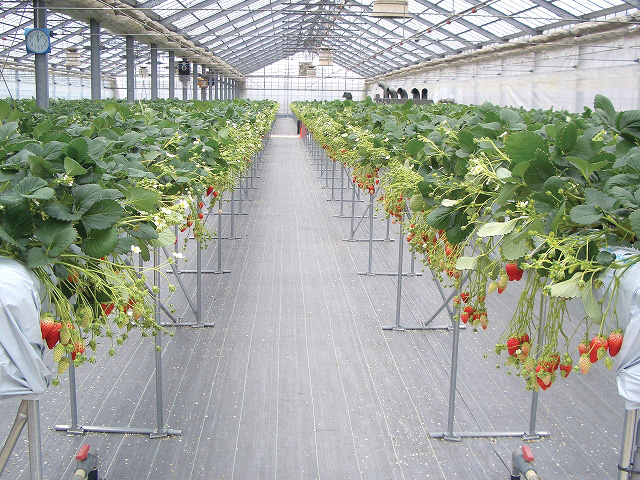 防草シート　ルンルンシート<