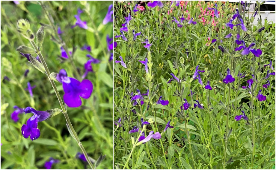 サルビア　コアウイレンシス<