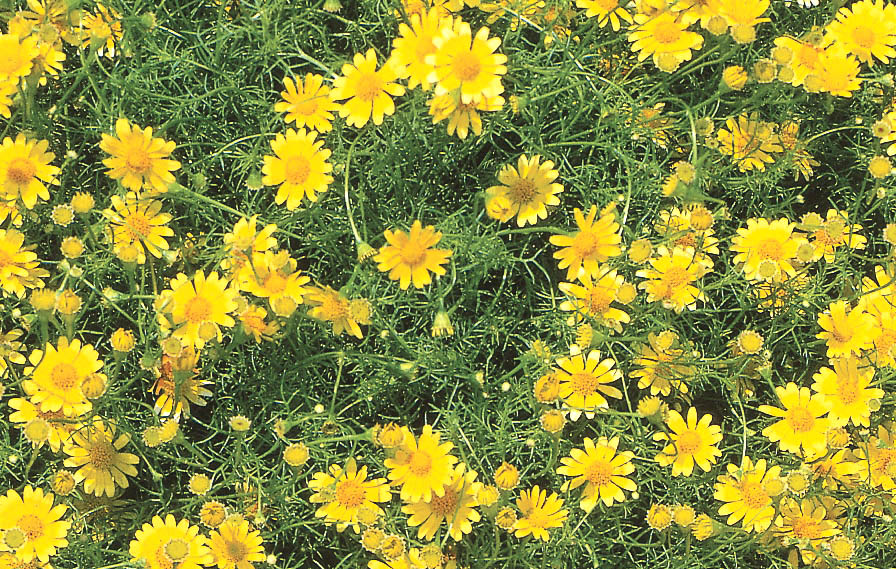 ダールベルグデージー(チモフィラ)　ゴールデン<