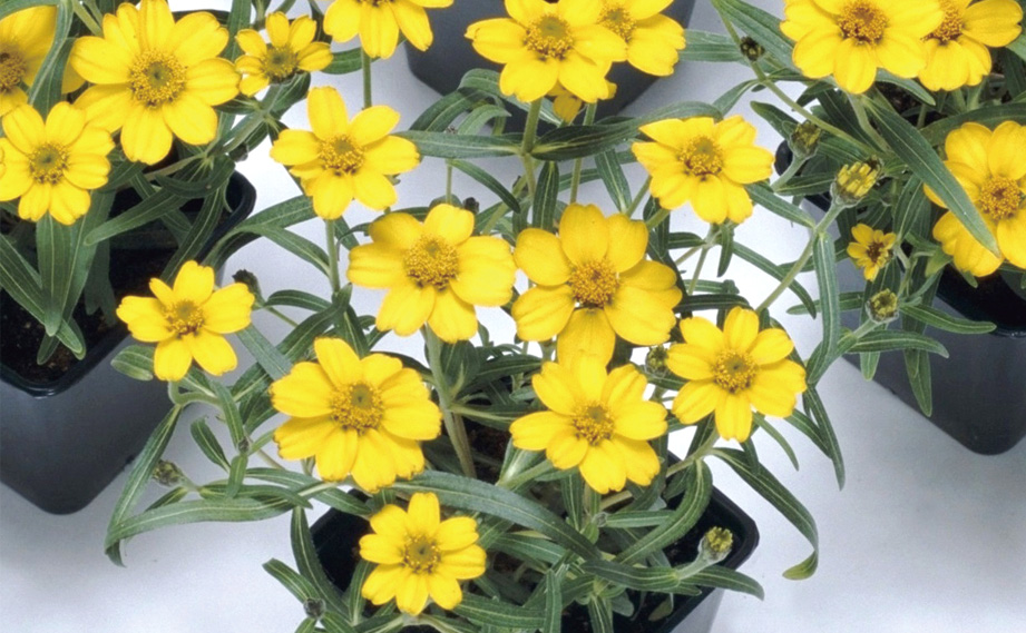 ジニア アンガスティフォーリア　プチランド シリーズ<