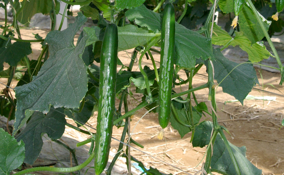 キュウリ　クラージュ2<