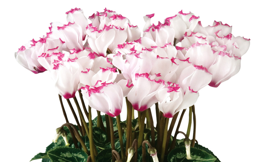 シクラメン F1　メティス ビクトリア シリーズ<