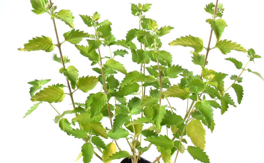 カリオプテリス　ユニークセレクション<