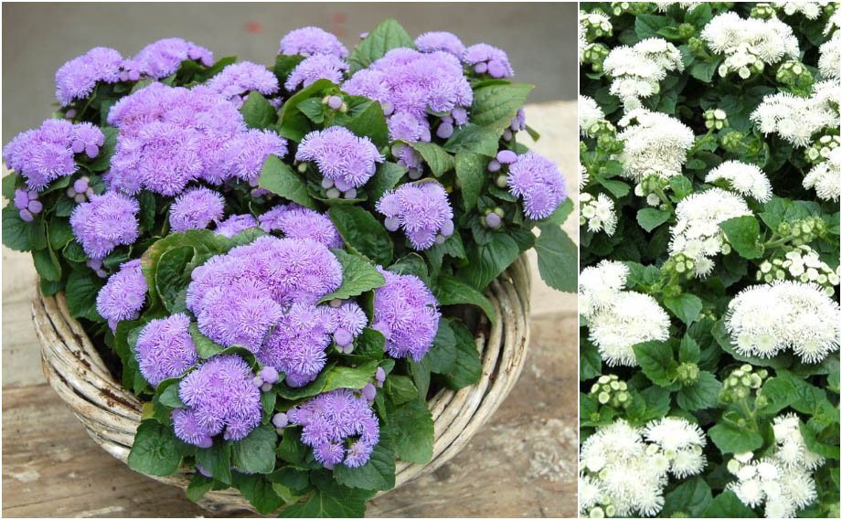 アゲラタム F1　アロハ シリーズ<