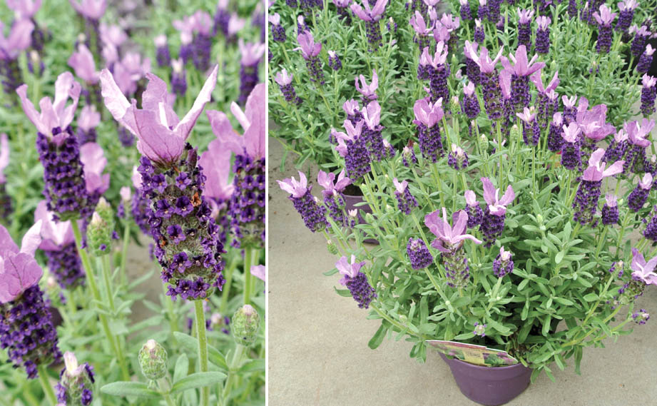 ラベンダー　パープルサマー<