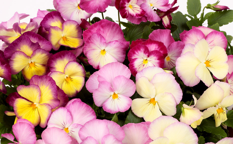 パンジー　虹色スミレ シリーズ<