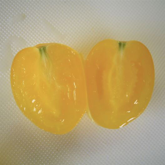 ミニトマト　ドルチェ イエロー 単為結果性