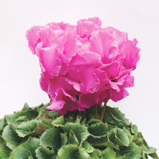 シクラメン F1　レジーナ シリーズ 中大輪系品種