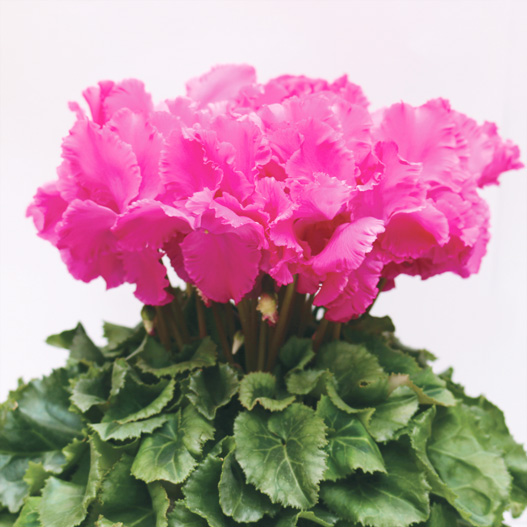 シクラメン F1　レジーナ シリーズ 中大輪系品種