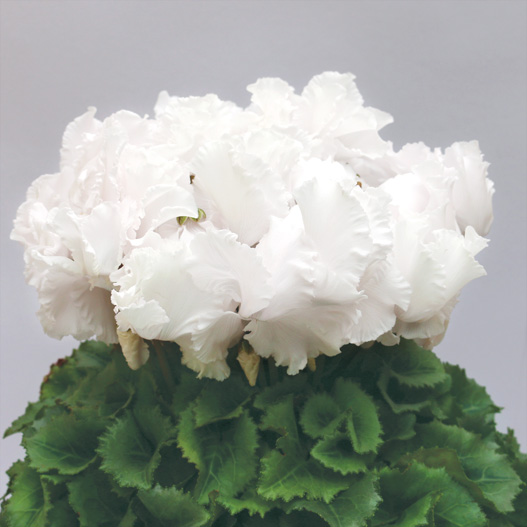 シクラメン F1　レジーナ シリーズ 中大輪系品種