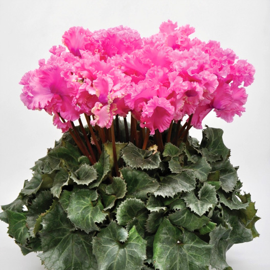 シクラメン　レーシィーフリル シリーズ 大輪系品種