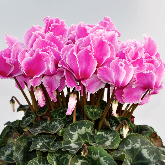 シクラメン　イッセイ ドリーム シリーズ 大輪系品種