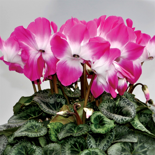 シクラメン　プリズム シリーズ 大輪系品種