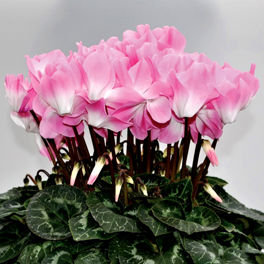 シクラメン　プリズム シリーズ 大輪系品種