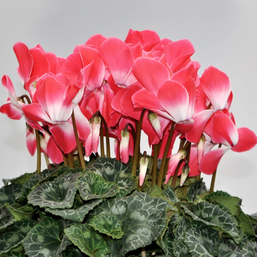 シクラメン　プリズム シリーズ 大輪系品種