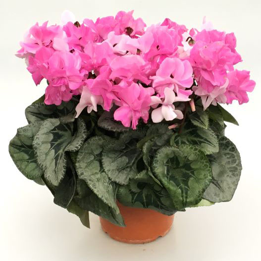 シクラメン　グランディエレガンス 大輪ダブル シリーズ 旧：フェアリーピコ 大輪ダブルシリーズ