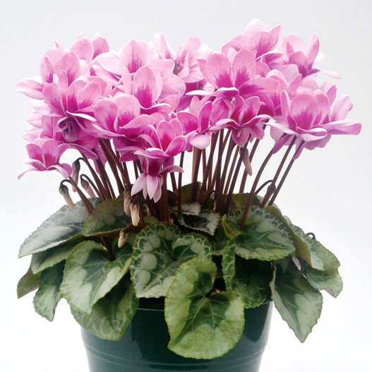 シクラメン　フェアリーピコ ミディダブル シリーズ 小中輪系品種