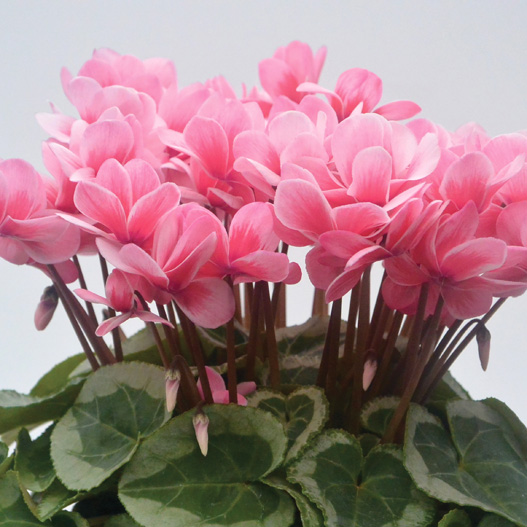 シクラメン　フェアリーピコ ミディダブル シリーズ 小中輪系品種