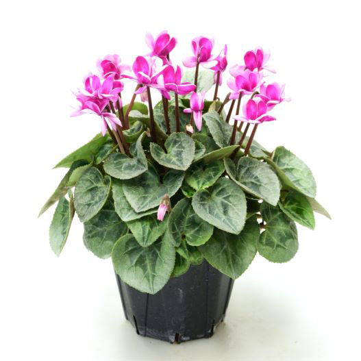 シクラメン　フェアリーピコ プチダブル シリーズ ミニチュア系品種