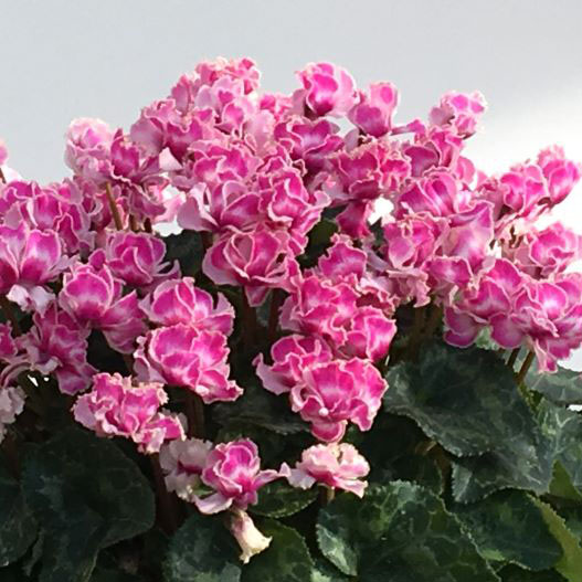 シクラメン　フェアリーピコ プチダブル フリンジエッジ系ミックス ミニチュア系品種