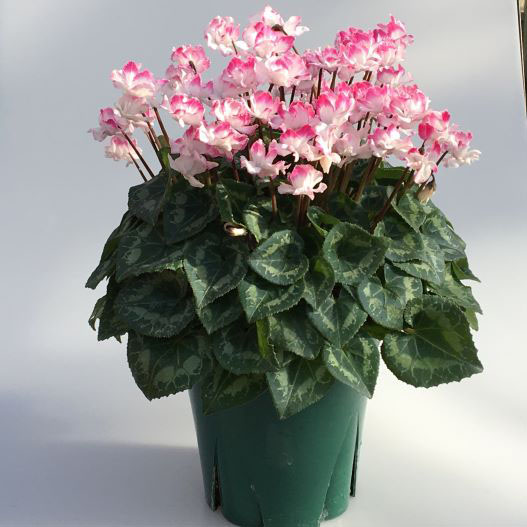 シクラメン　フェアリーピコ プチダブル フリンジエッジ系ミックス ミニチュア系品種