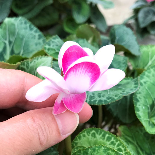 シクラメン　シェルウィング 小中輪系品種