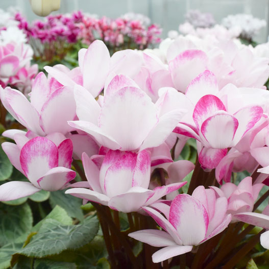 シクラメン　シェルウィング 小中輪系品種