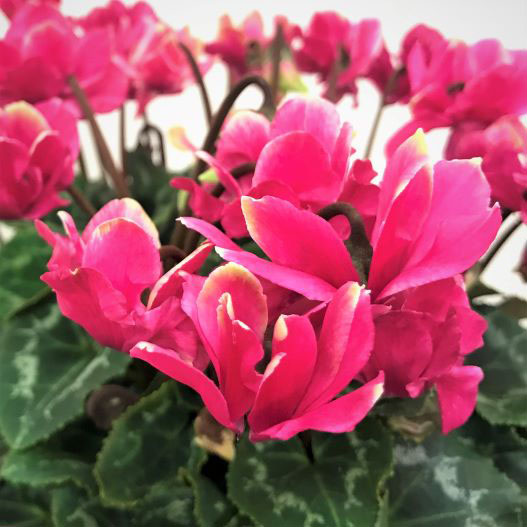 シクラメン　スクリュースター ミニチュア系品種