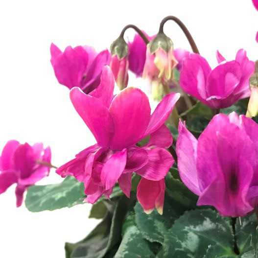 シクラメン　スクリュースター ミニチュア系品種