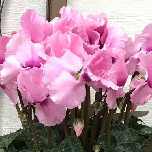 シクラメン　宴(うたげ) 大輪系品種