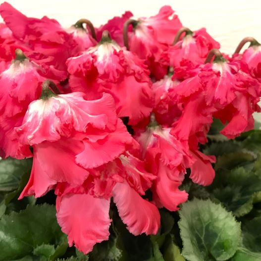 シクラメン　宴(うたげ) 大輪系品種