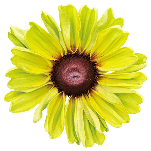 ルドベキア　アーバンサファリ 