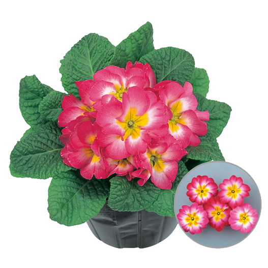 プリムラ　アプリ 極早生アコーリス種