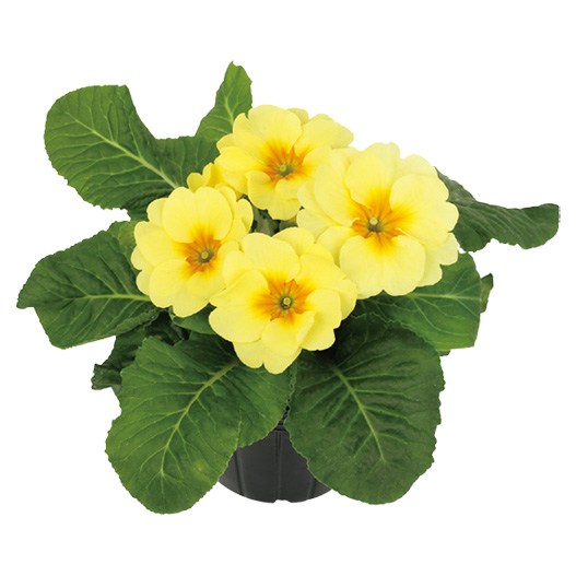 プリムラ　アプリ 極早生アコーリス種