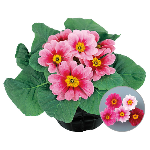 プリムラ　アプリ 極早生アコーリス種