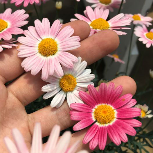 マーガレット　ストロベリーホイップ 