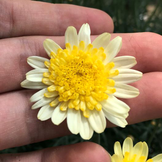 マーガレット　ソレミオ 