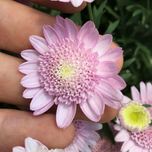 マーガレット　スウィートピンク 