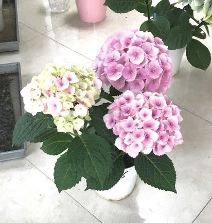 ハイドランジア　スクロール シリーズ 