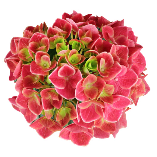 ハイドランジア　スクロール シリーズ 