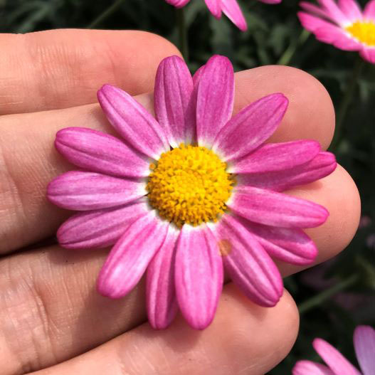 マーガレット　バブルガムブラスト 