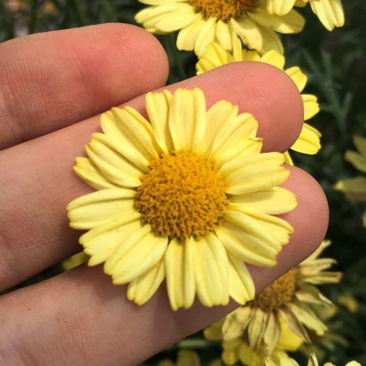 マーガレット　コンパクトイエロー 