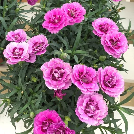 ダイアンサス　フルーリアムール 